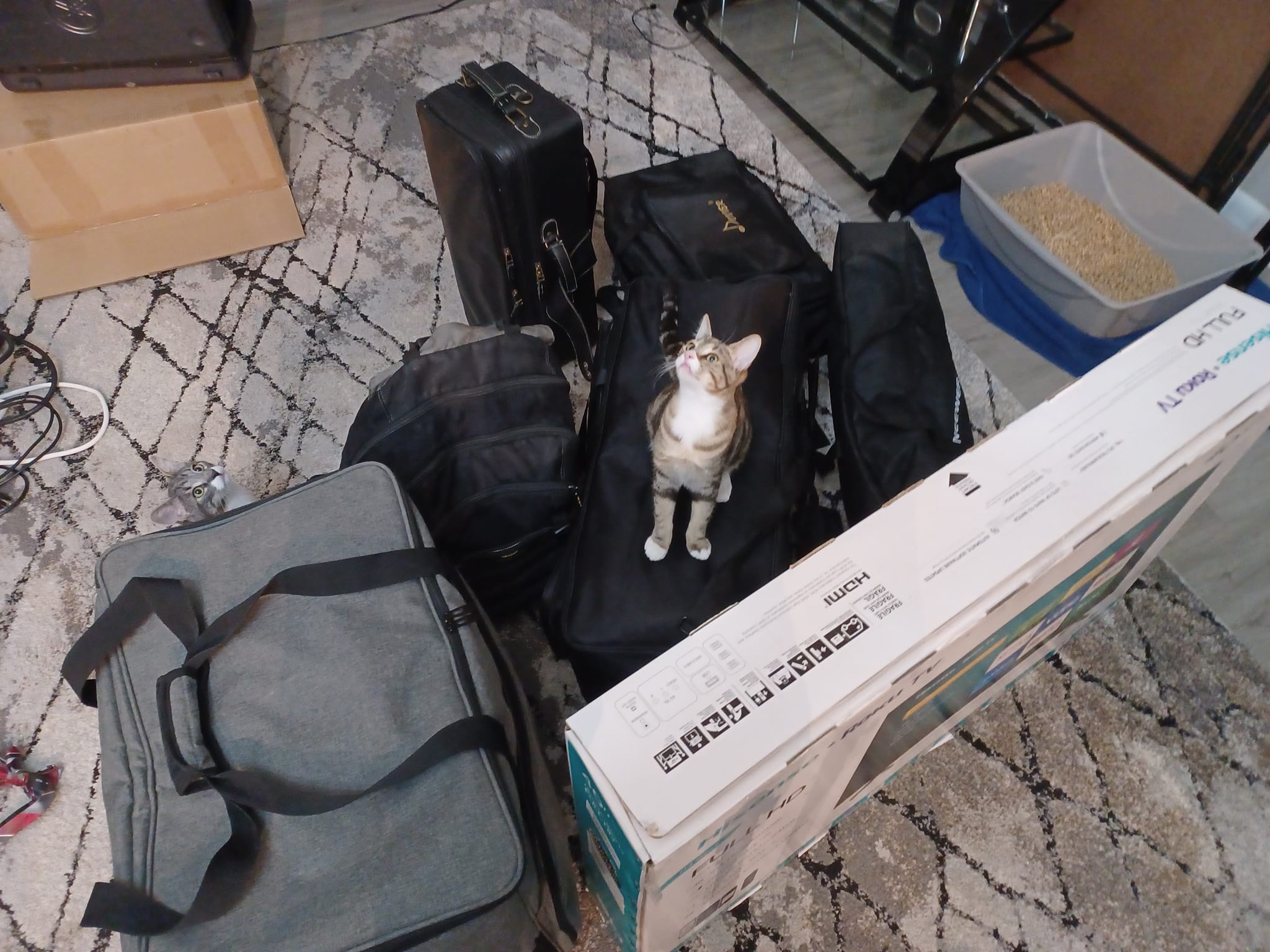 Headed to the Festival